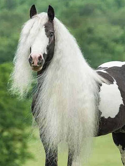 Top 10 Most Expensive Horse Breeds In The World Dairacademy