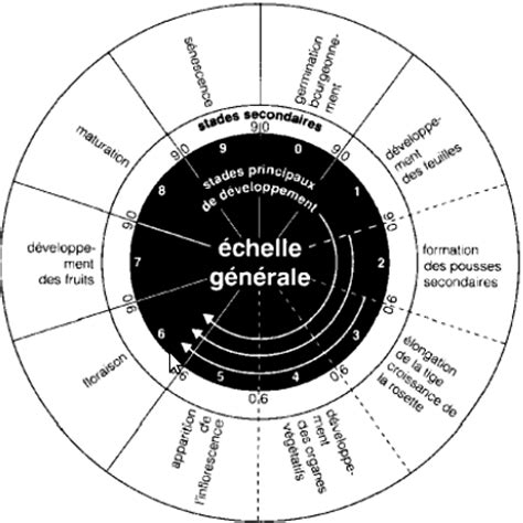 Les stades d'application dit « bbch » apparaissent sur les étiquettes des produits phytosanitaires.il s'agit d'une échelle décimale qui permet de codifier les stades phénologiques des plantes cultivées. Biljou - BBCH reference