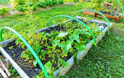 28 Best Vegetables To Grow In A Small Raised Bed Bed Gardening