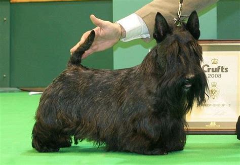 The curtain haircut was one of the most popular hairstyles during the 1990s. 14 Best Scottish Terrier Haircuts for Dog Lovers