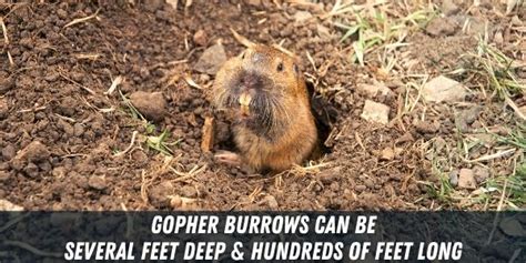 13 Animals That Dig Holes In Yard Identifying Holes In Yard 2023