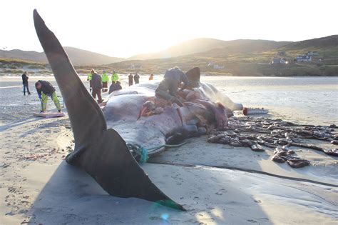 There are 2 profiles on this category page. Whale death on Isle of Harris - Daily Record