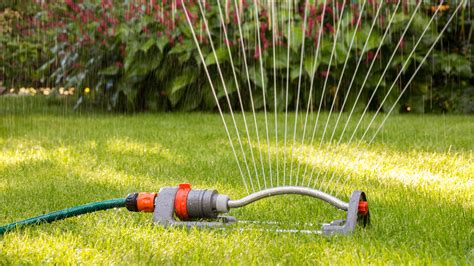 What Watering Your Lawn Every Day Actually Does