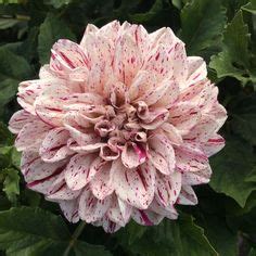 The cold sensitive tubers can be lifted in the fall and replanted in the spring for those interested in doing so. 7 Dahlia GOGO series ideas | dahlia, plants, flowers