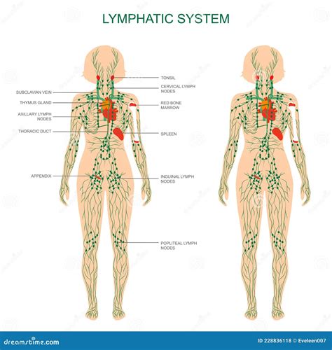 Locations Of Lymph Nodes In Body