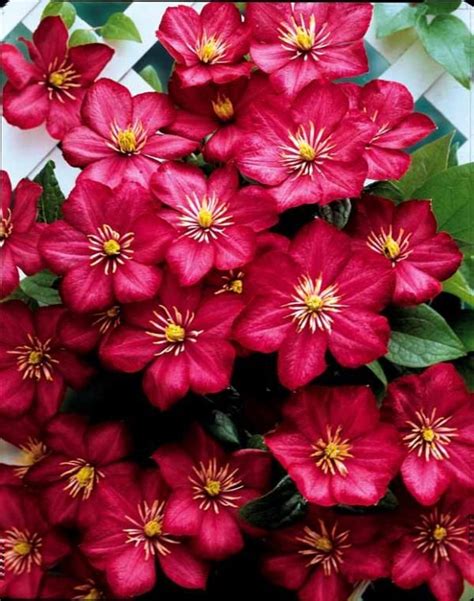 Check spelling or type a new query. Pin on Flowers