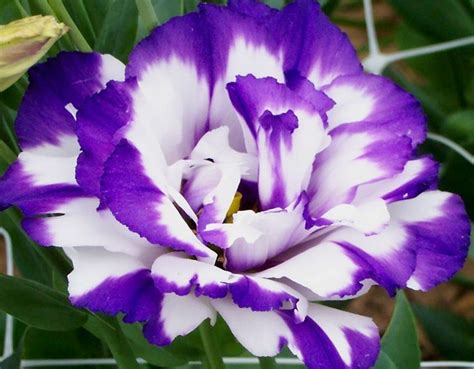 It flowers in profusion during the season, to the extent that the ground below the tree almost turns white. 15 February Flowers That in Season for Wedding ...