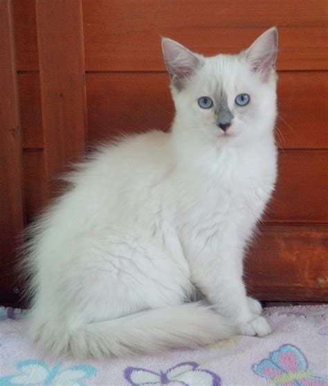 Ragdoll kittens will be spayed or neutered at my veterinarian, vaccinated twice, any other age appropriate veterinarian work, and litter box trained when adopted. available Ragdoll Kittens, TICA Ragdoll cats, Mink ...