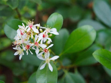 Tips And Information About Indian Hawthorn Gardening Know How