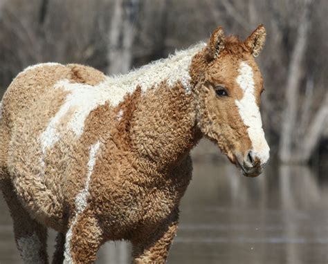 An American Bashkir Curly Horse Pics