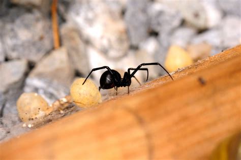 Even with continued poking, the black widow spiders either played dead or spit out silk instead of biting. Alabama Bugs That Bite! - Vulcan Termite & Pest Control