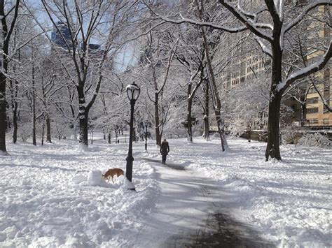 Snow Transforms Central Park Nbc News