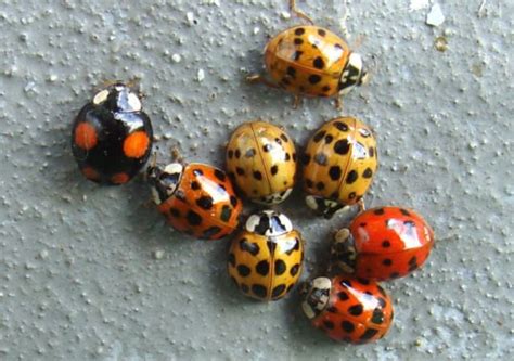 72 000 ladybugs released inside mall of america