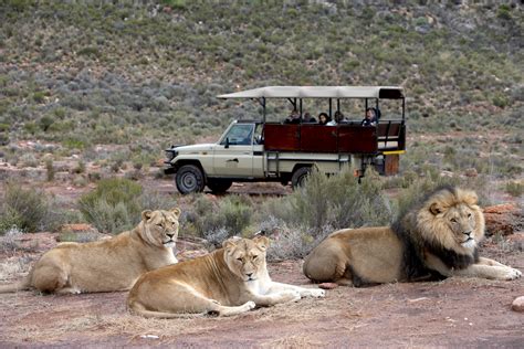 One Day Cape Town Safari Tours And Experiences In South Africa