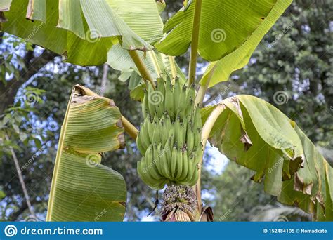 Unripe Bananas In The Jungle Close Up Green Banana Tree In The