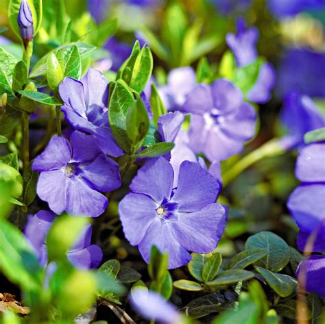 Wild Ground Cover With Purple Flowers Free Images Nature Grass