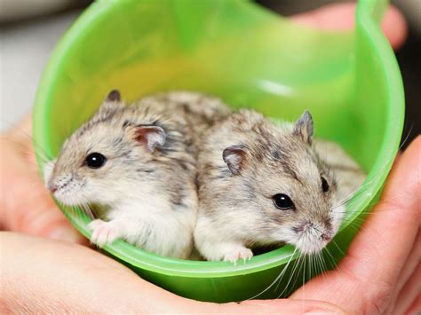 Acc Has Many Wonderful Cute And Easy To Handle Dwarf Hamsters That Are