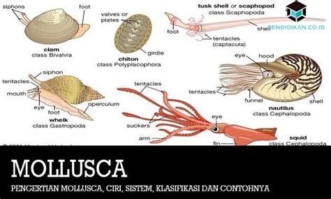 Pengertian Mollusca Ciri Sistem Klasifikasi Dan Contohnya