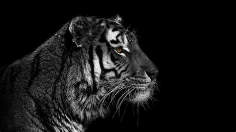 Cool Tiger Backgrounds 63 Pictures