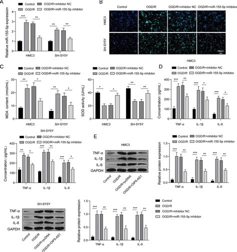 mir 155 5p silencing suppressed ogd r induced oxidative stress and download scientific diagram