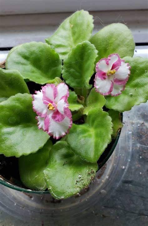 Maybe you would like to learn more about one of these? How to Grow African Violets | Dengarden