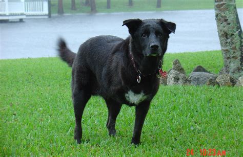 A rare type of bone cancer in dogs, fibrosarcoma occurs in less than 5% of all bone cancer cases. Pre and Post Amputation | Bone Cancer Dogs, a nonprofit ...