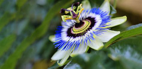 Discover passion flower's benefits and uses - Nexus Newsfeed