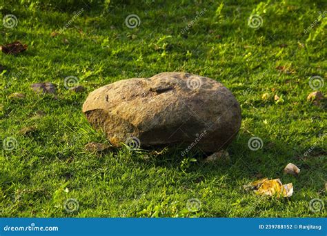 Rock On Green Grass Lonely Rock On Grass Stock Photo Image Of Yards