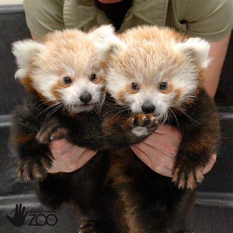 Baby Red Panda Twins At Lincoln Childrens Zoo Baby Animals Cute