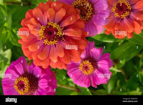 Pink And Red Zinnia Colorful Flowers In Garden Top View Stock Photo