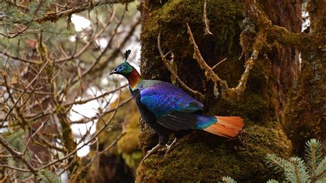 The most widely accepted theory is that it is a combination of two limbu words: Himalayan Monal - Bing Wallpaper Download