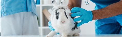 Rabbit Vaccinations Protection From Myxomatosis And Vhd Beaphar
