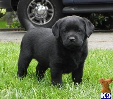 Oh. My. Goodness. Charmin--squeezably soft! | Labrador ...