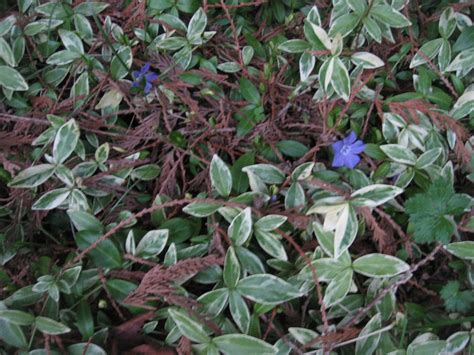 Weeding On The Wild Side Enduring Evergreen Ground Covers