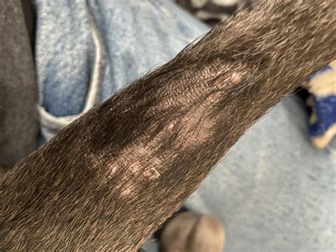 Itchy Dry Skin On Pitbulls Tail Are There Any Home Remedies To Dry