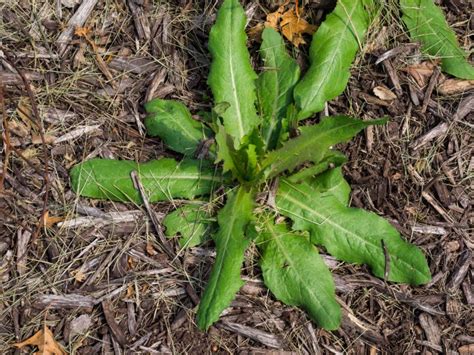 Weed is about 12 inches tall but sprawls when in the ground. An In-depth Look into Different Types of Grass Weeds