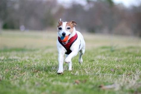 Карлин джек / carlin jack. Pin by Paige Carlin on Jack Russells | Doggy, Jack russell ...