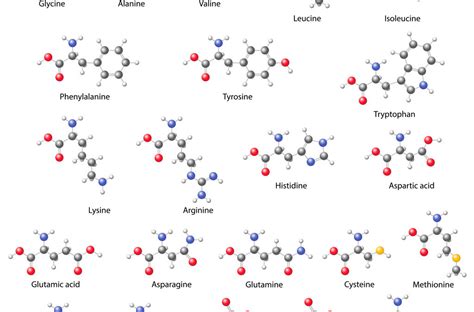 Structure of amino acids are very important for your exam. MMem 0455: Memorize molecular structures for amino acids ...
