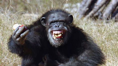 ลิงชิมแปนซีรู้จัก ประกอบพิธีกรรม