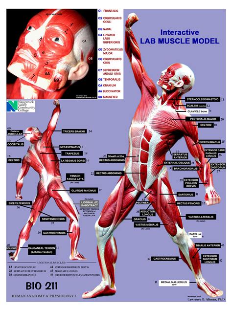 Anatomy And Physiology Muscles Location Action Origin And Insertion