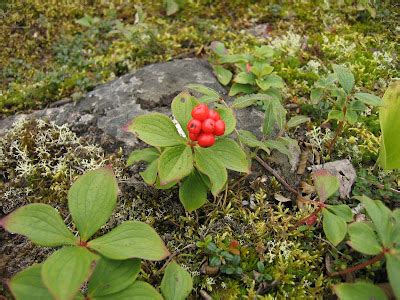 Northern Exposure Gardening: Northern Wild Berries and other Edibles