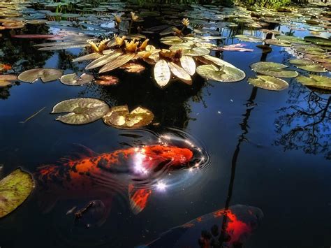 Koi Fish Wallpapers Wallpaper Cave