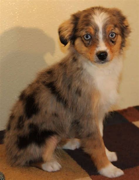 It is great with active children. Blue Merle Toy Aussie puppies with blue eyes in CO, ME, MD, MA, MI, MN, MS, MO, MT, NE, NV ...