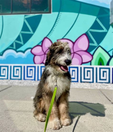 Grab your furry friends and meet... - Grandview Public Market