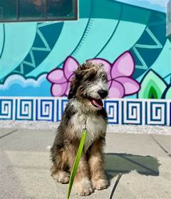 Your Furry Friend Is Closer Than You Think Craigslist Puppies In San Diego