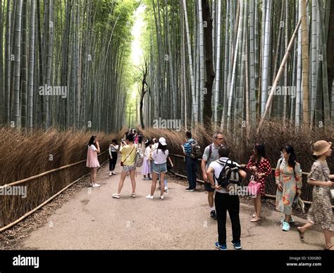 Arashiyama Bamboo Grove Also Known As The Sagano Bamboo Forest