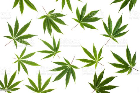 The official site of the toronto maple leafs. Marijuana Leafs On White Background Isolated Stock Photo - Download Image Now - iStock