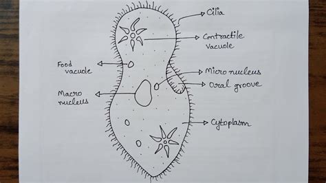 Simplest Way Of Drawing Paramecium Diagram How To Draw Paramecium In