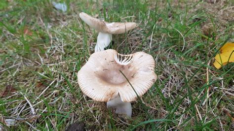 Welche pilze wachsen in meinem rasen bzw. Pilze im Garten - Der Herbst bringt viele versteckte ...