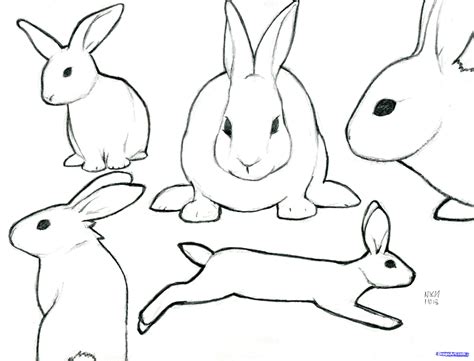 Bunny Outline Rabbit Cartoon Outline Free Download Clip Art  Clipartix